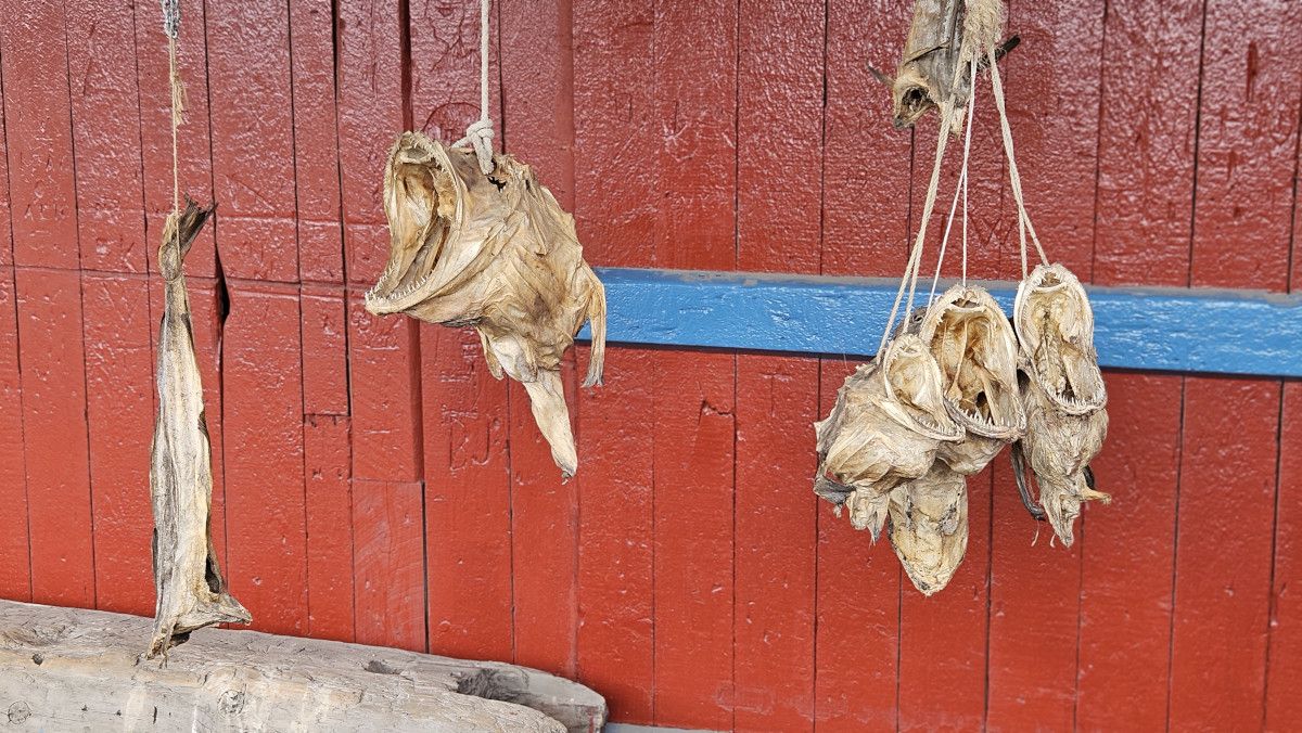 Getrocknete Fischreste hängen an Schnüren vor einer rot gestrichenen Wand. Farbliche Kontraste sind deutlich sichtbar.