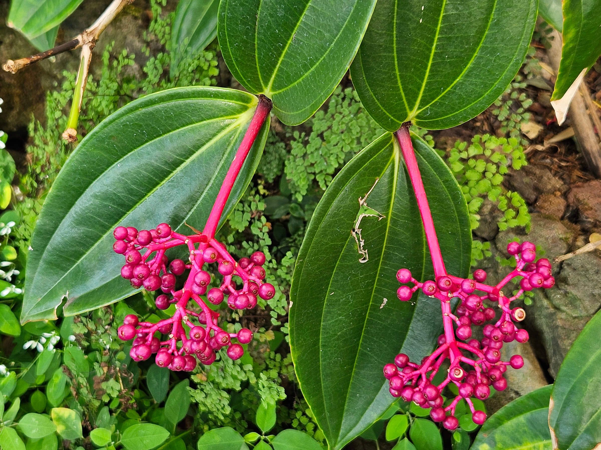 Zwei Zweige mit großen, grünen Blättern und leuchtend roten Beeren hängen elegant in einer grünen Umgebung.
