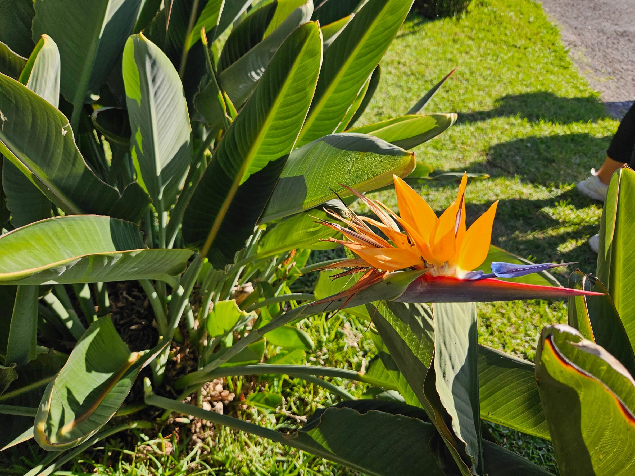 Eine leuchtend orange Blume zwischen großen, grünen Blättern unter dem Sonnenlicht.