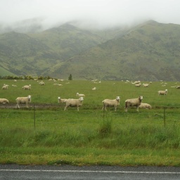 Neuseeland RR 2013