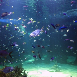 aquarium-11