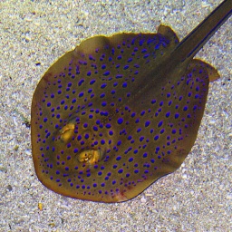 aquarium-7