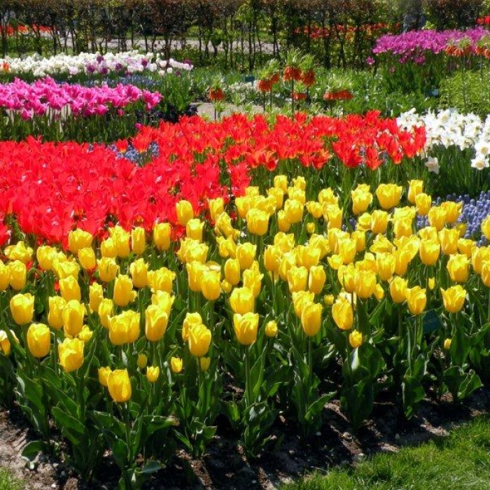 holland_tulpen