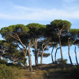korsikapalombaggia3
