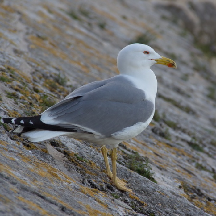 menton_2014_37