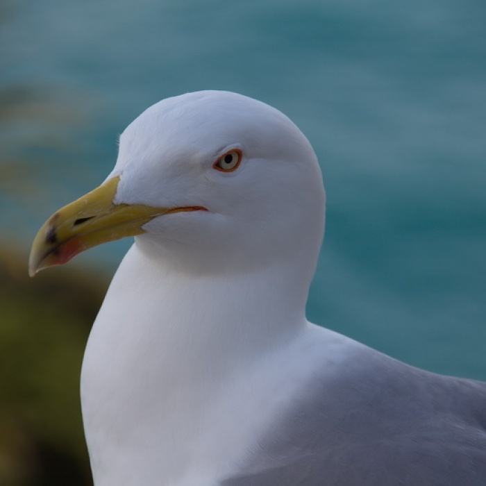 menton_2014_38