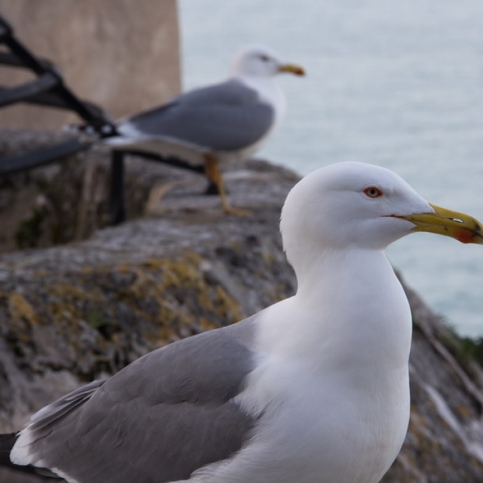 menton_2014_39