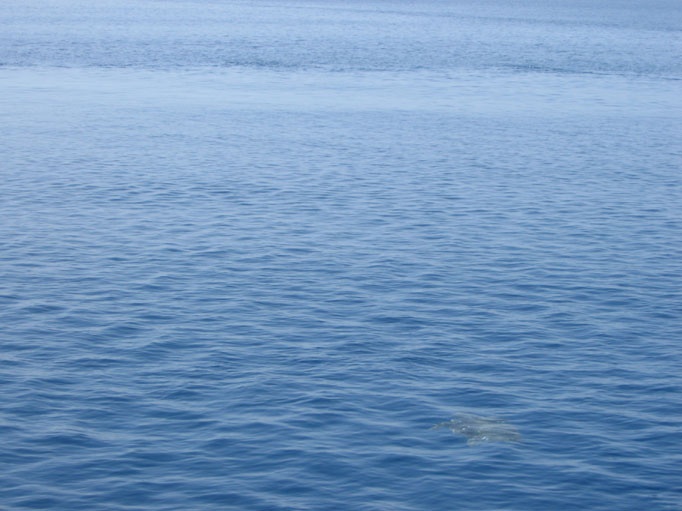 zakynthos_schildkroete_caretta