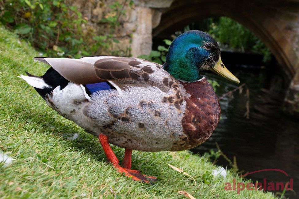 suedengland_2017_hever_castle_21