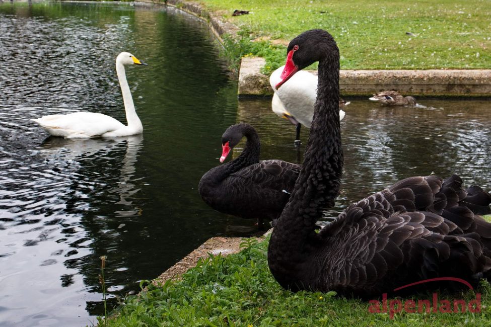 suedengland_2017_leeds_castle_16