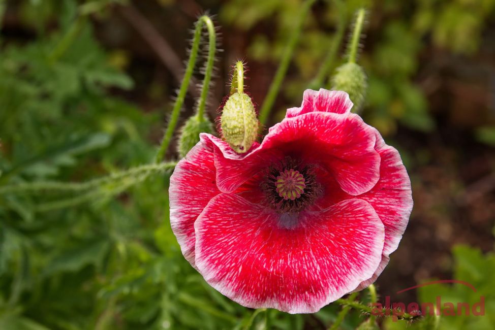 suedengland_2017_sissinghurst_10