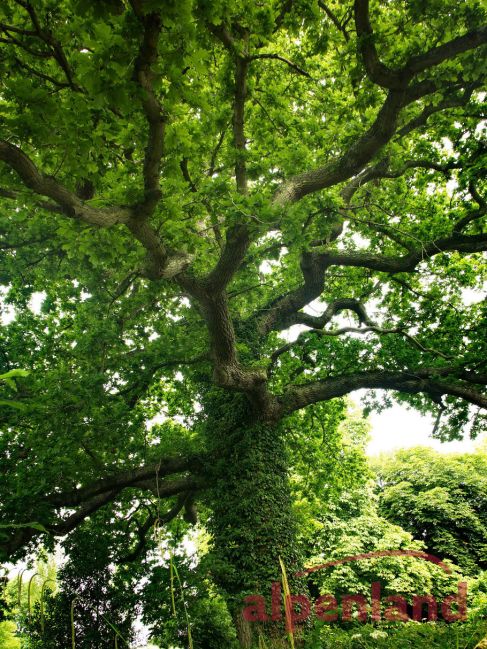 suedengland_2017_sissinghurst_3