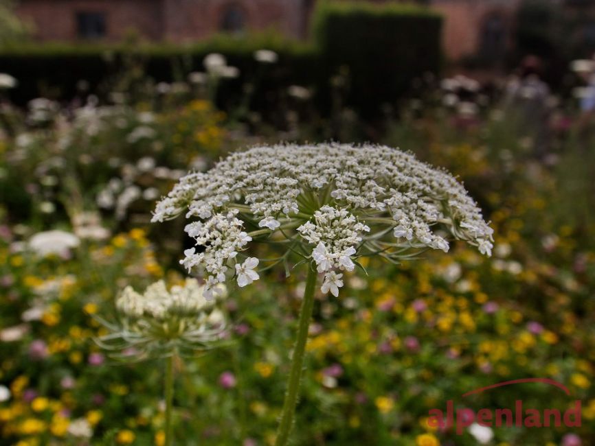 suedengland_2017_sissinghurst_6