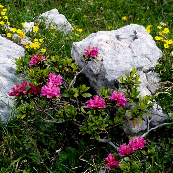 almbluetewanderung_2013_51