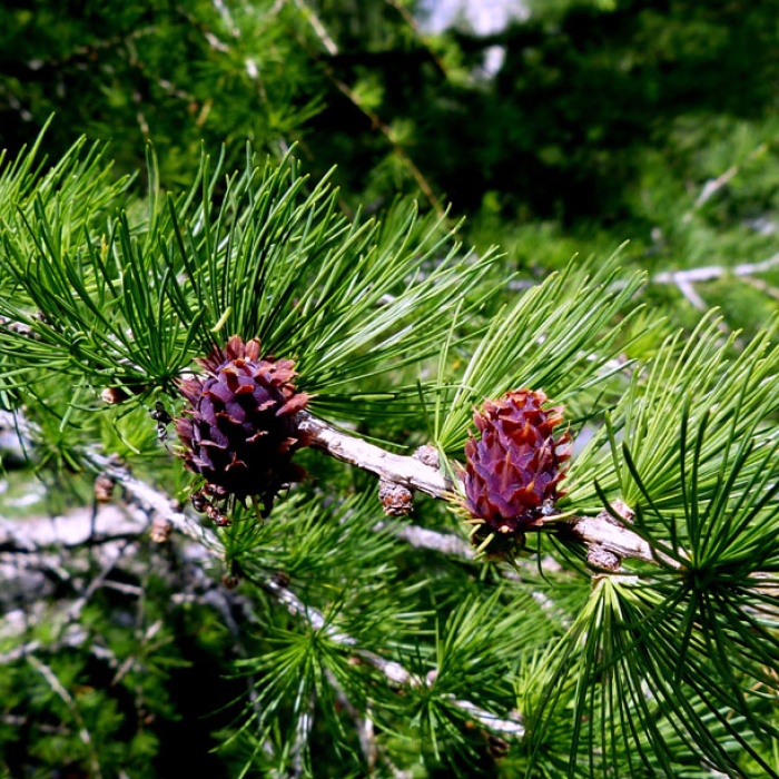 almbluetewanderung_2013_54