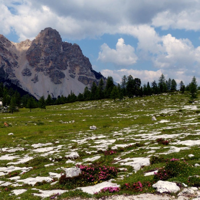 almbluetewanderung_2013_55