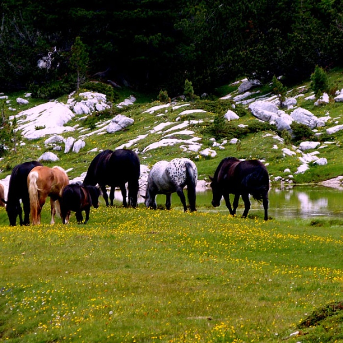 almbluetewanderung_2013_91