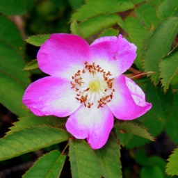 p7060099