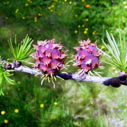 p7060127