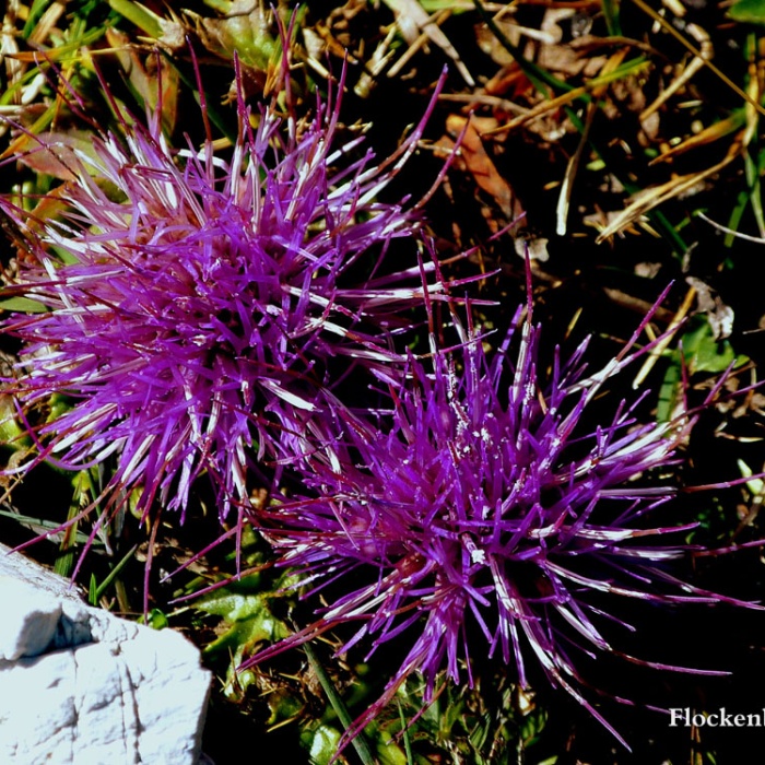 steinwanderung_altpragsertal_21