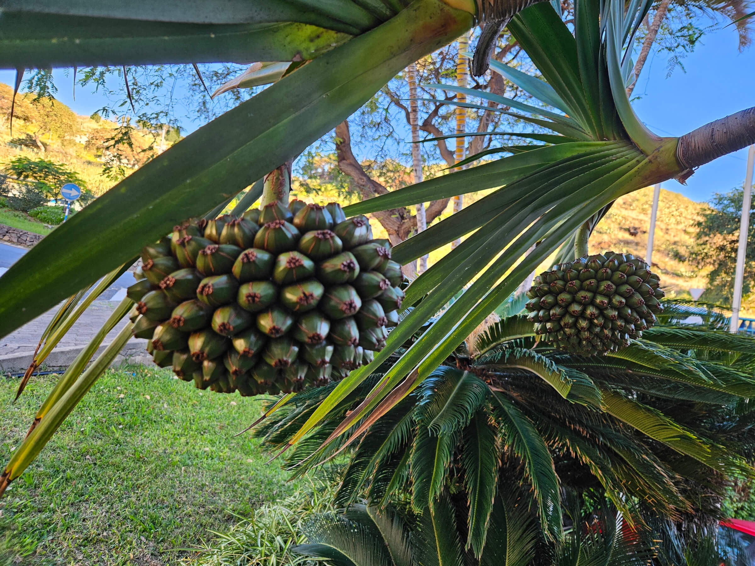 Reife grüne Früchte hängen an einer Palme, umgeben von üppigem Laub und einem blauen Himmel im Hintergrund.
