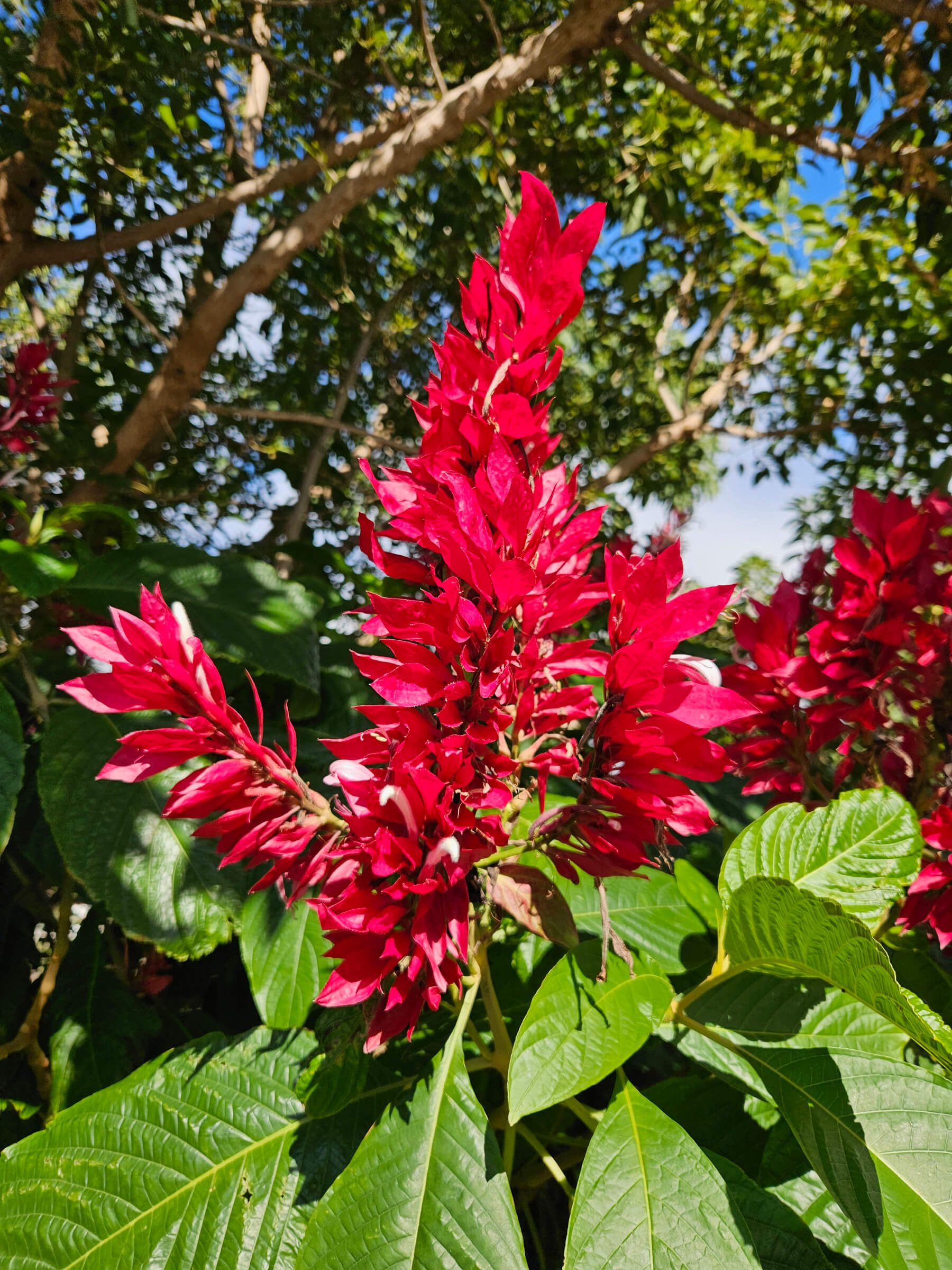 Ein leuchtend rotes Blütenarrangement mit grünen Blättern im Hintergrund. Strahlender blauer Himmel in der Ferne.