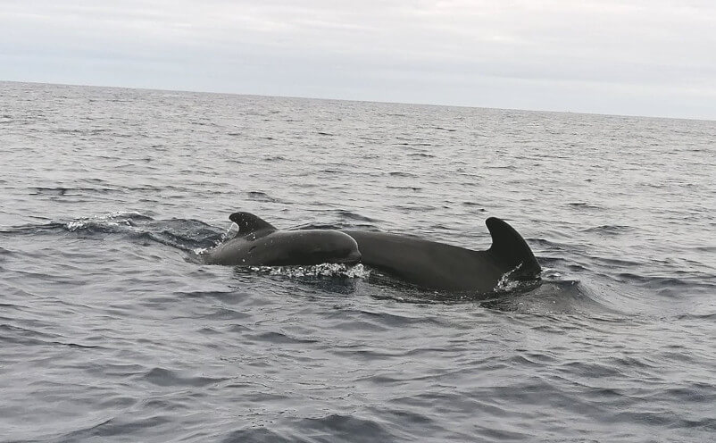 Zwei Wale schwimmen ruhig in den sanften Wellen eines weiten Ozeans unter einem bewölkten Himmel.