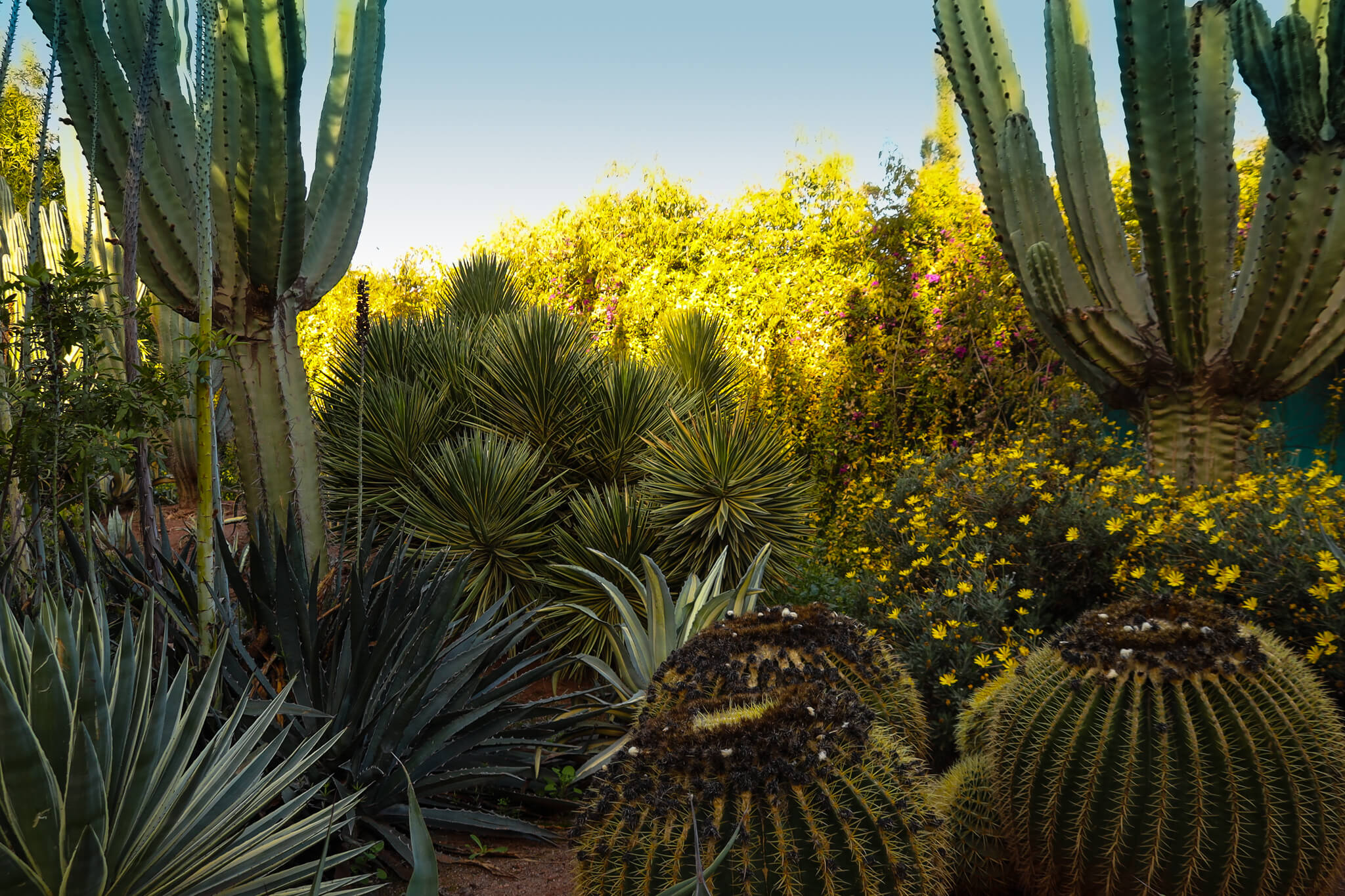 Eine üppige Oase mit verschiedenen Kakteen und bunten Blumen, die eine tropische Atmosphäre schaffen.