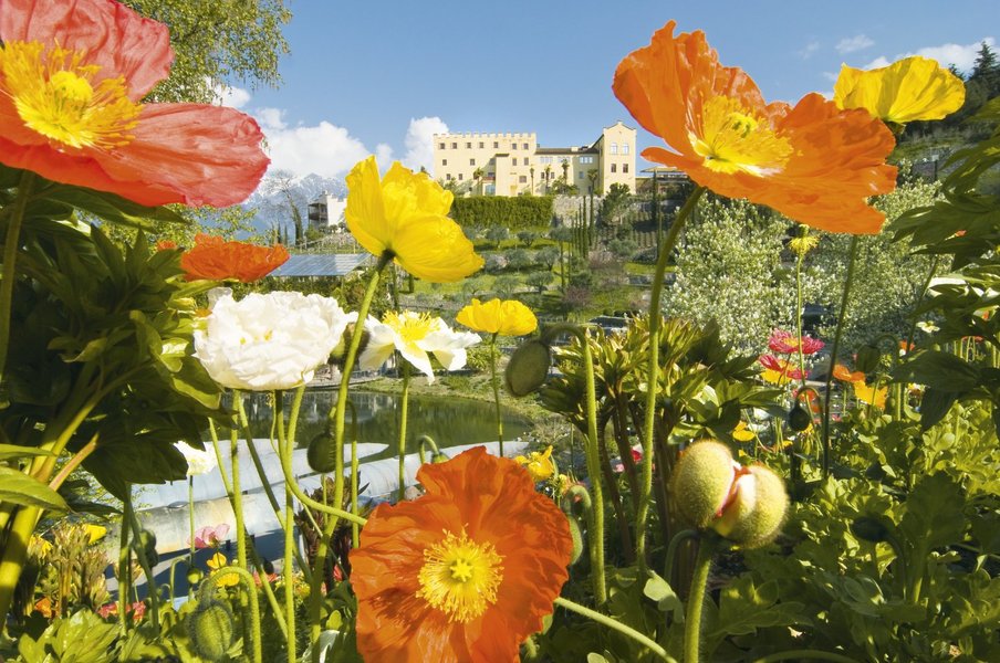Bunte Blumen in einem Garten mit einem Schloss im Hintergrund unter klarem Himmel und grünen Bergen.
