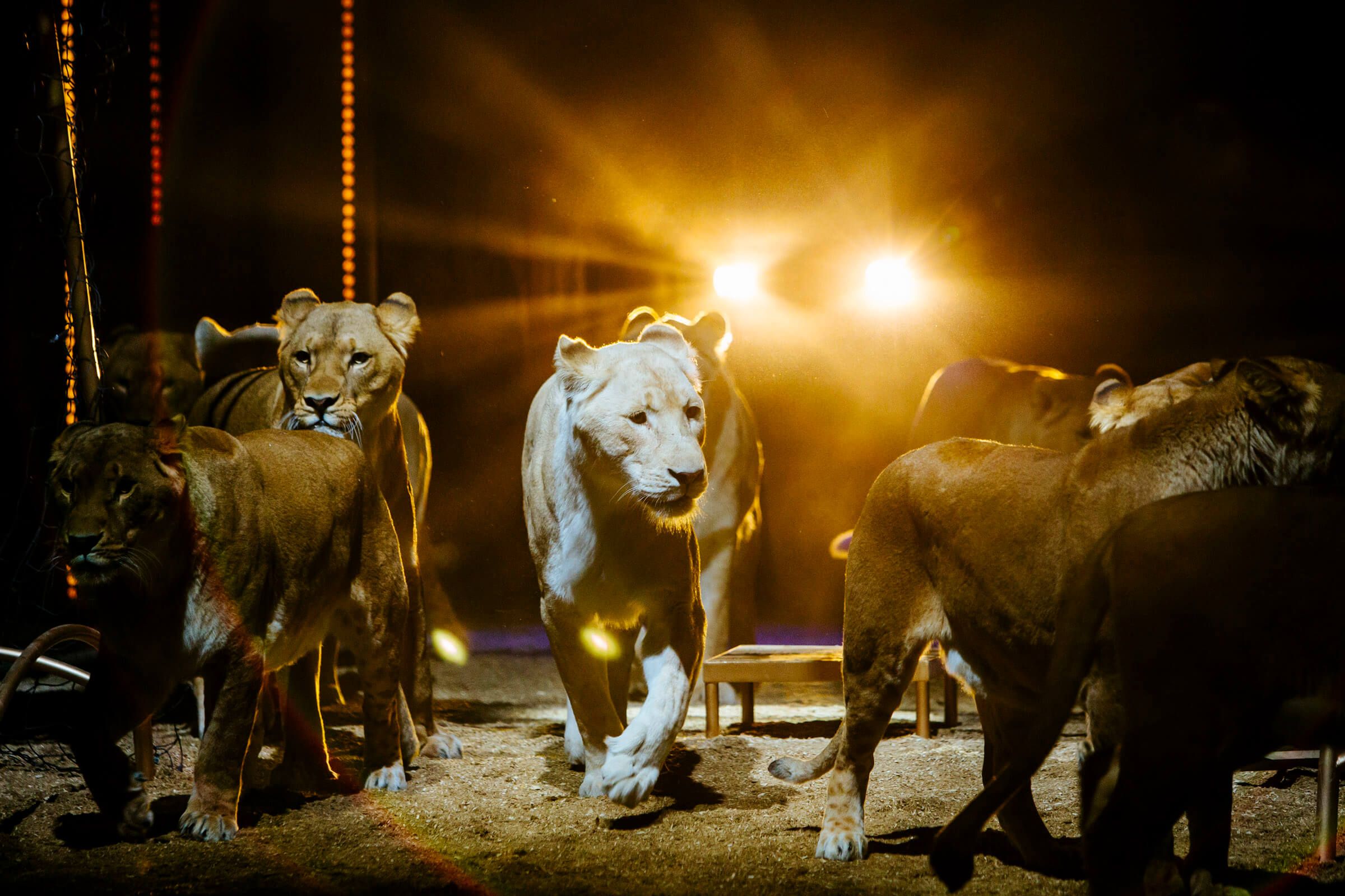 Eine Gruppe von Löwen und Löwinnen bewegt sich unter Scheinwerferlicht in einer Zirkusumgebung.