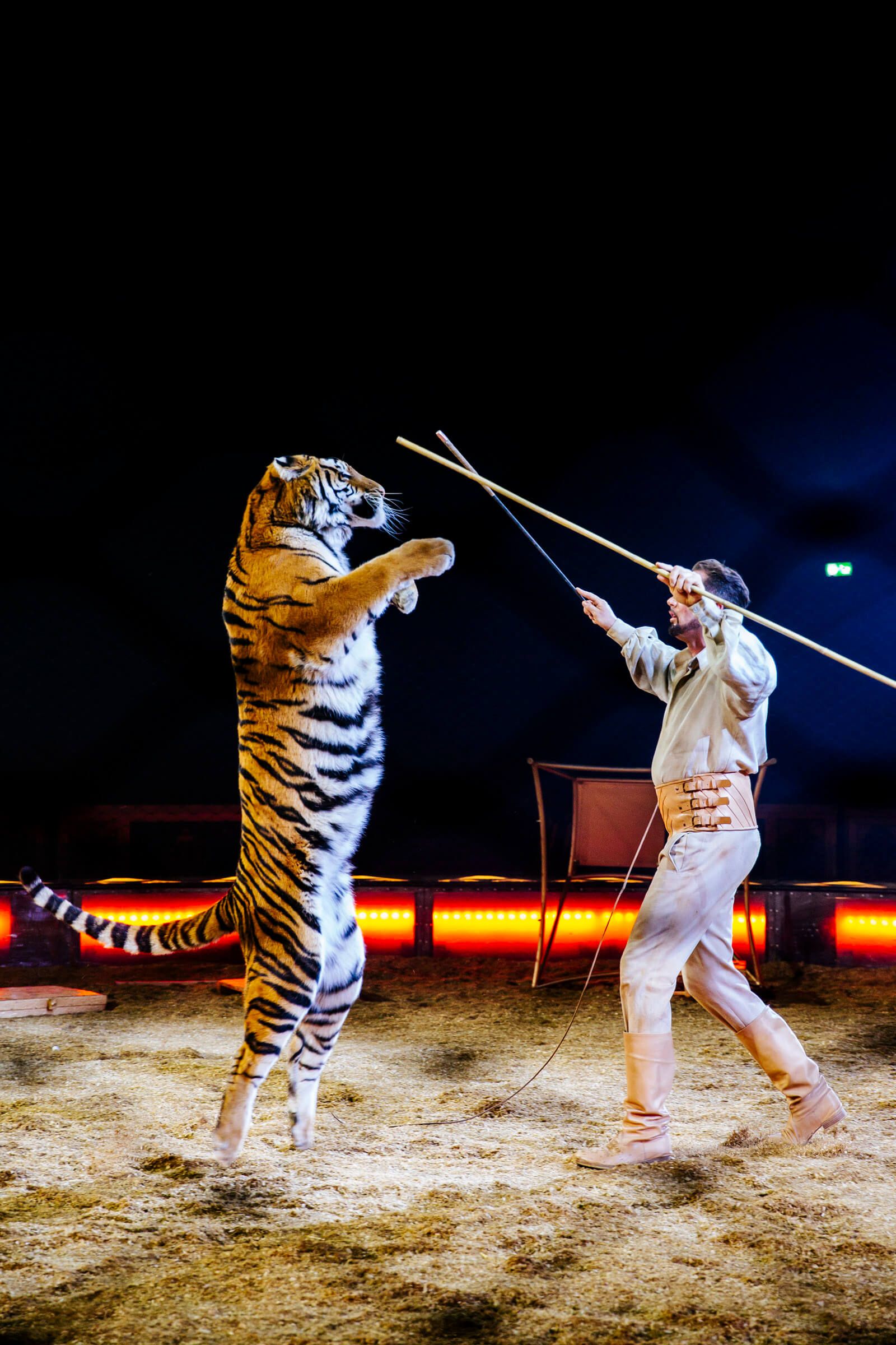 Ein Tiger steht auf seinen Hinterbeinen, während ein Trainer mit Stäben vor ihm agiert. Spannung in der Arena.