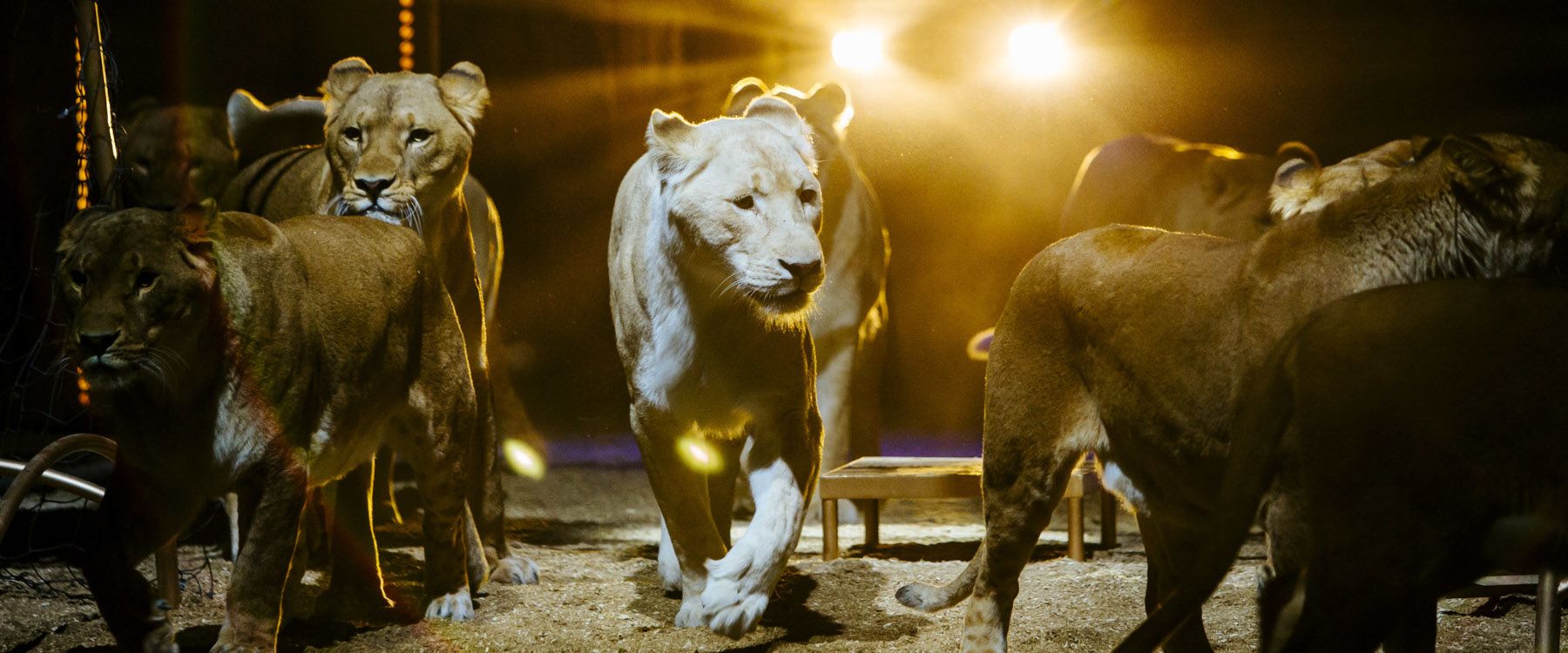 Circus Krone München