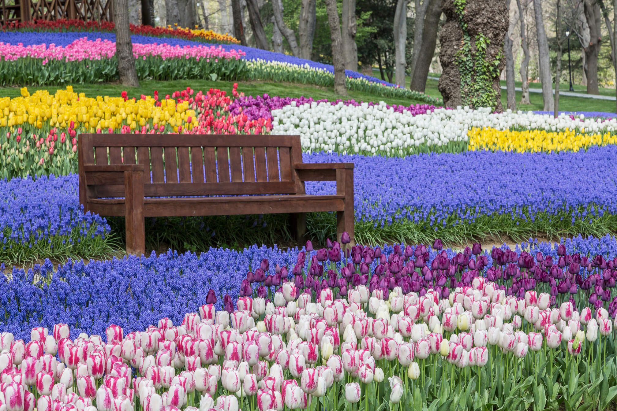 Ein Holzbank umgeben von bunten Blumen wie Tulpen und Traubenhyazinthen in einem malerischen Garten.