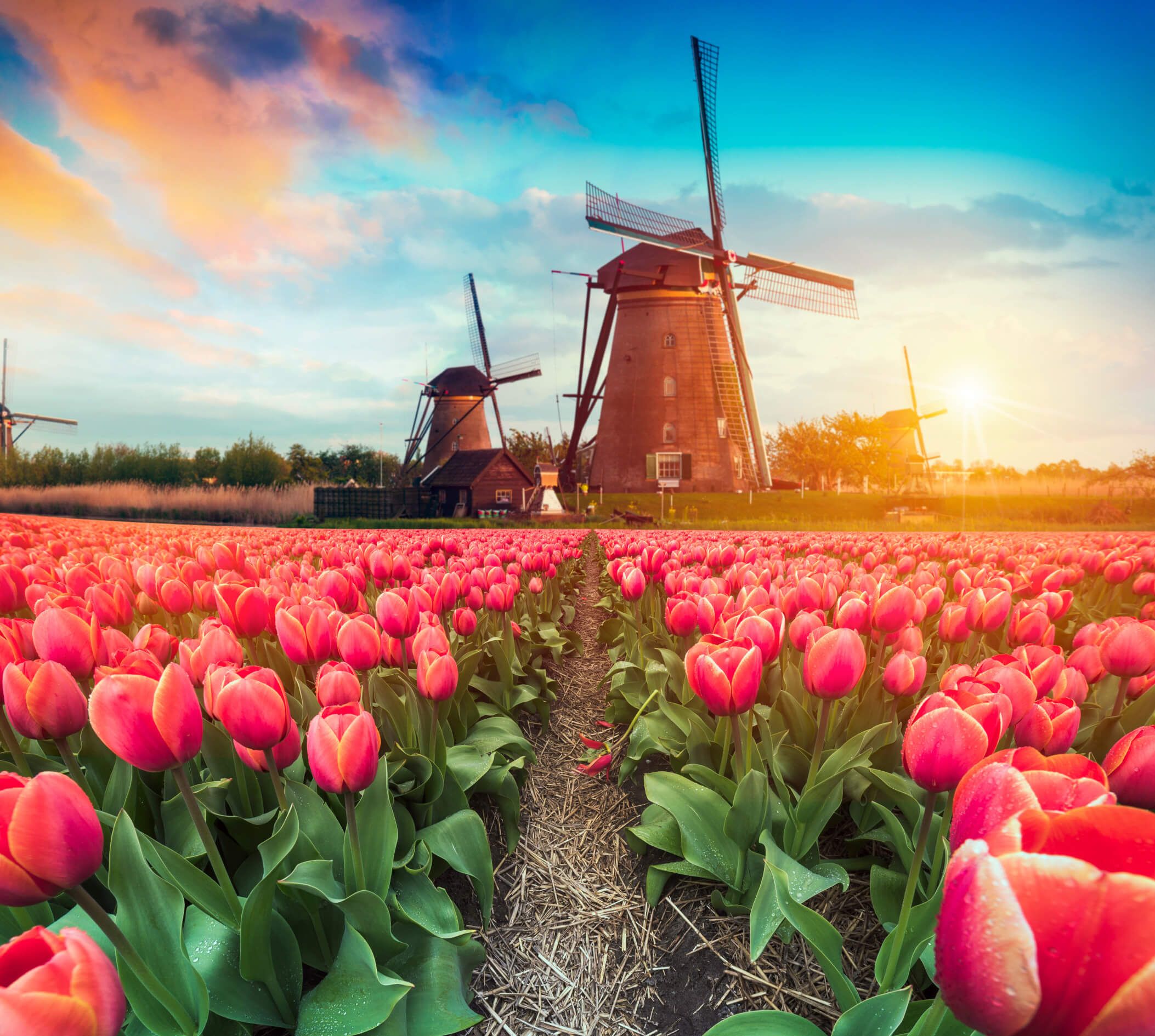 Bunte Tulpenfelder mit Windmühlen im Hintergrund bei Sonnenuntergang, unter einem klaren blauen Himmel.