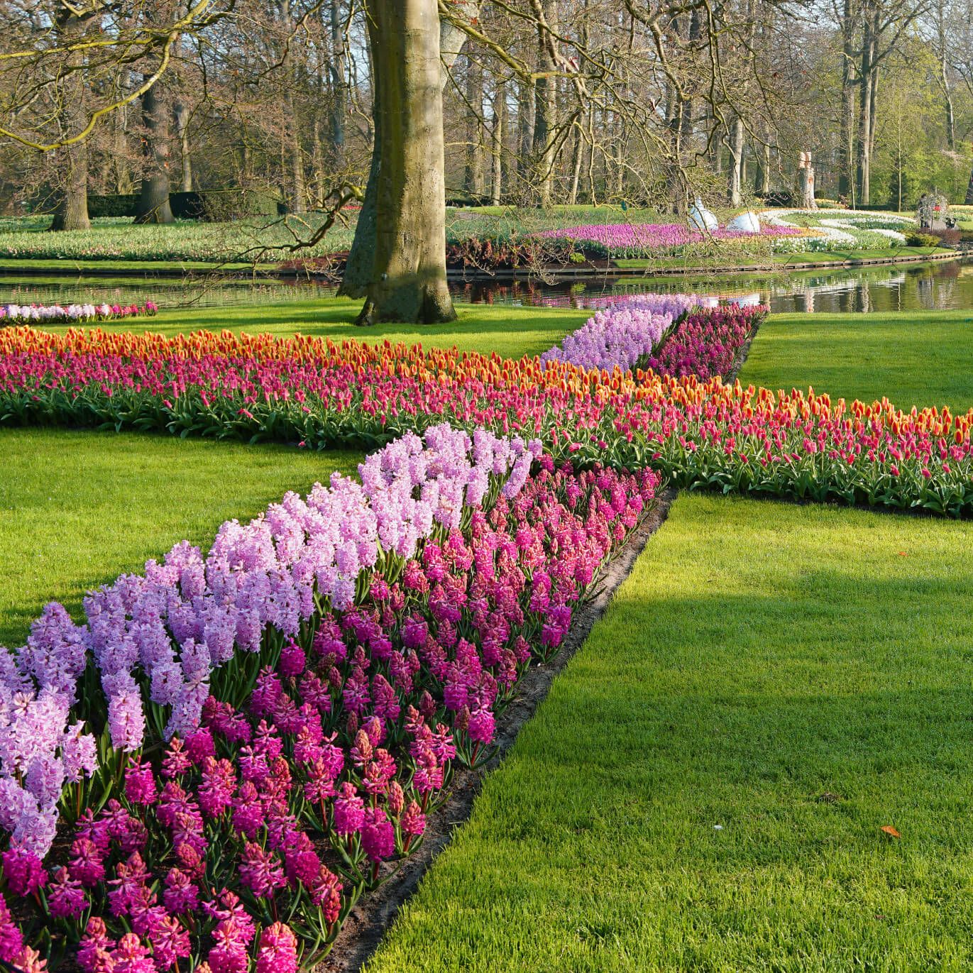 Ein blühender Garten mit bunten Tulpen und Hyazinthen, umgeben von grünem Gras und Bäumen. Wunderschöne Frühlingsszene.