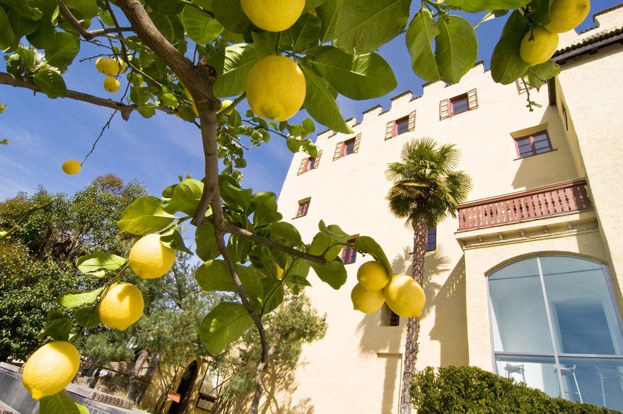 Zitronenbaum mit reifen Früchten im Vordergrund, im Hintergrund ein helles Gebäude mit Palmen und Fenstern.