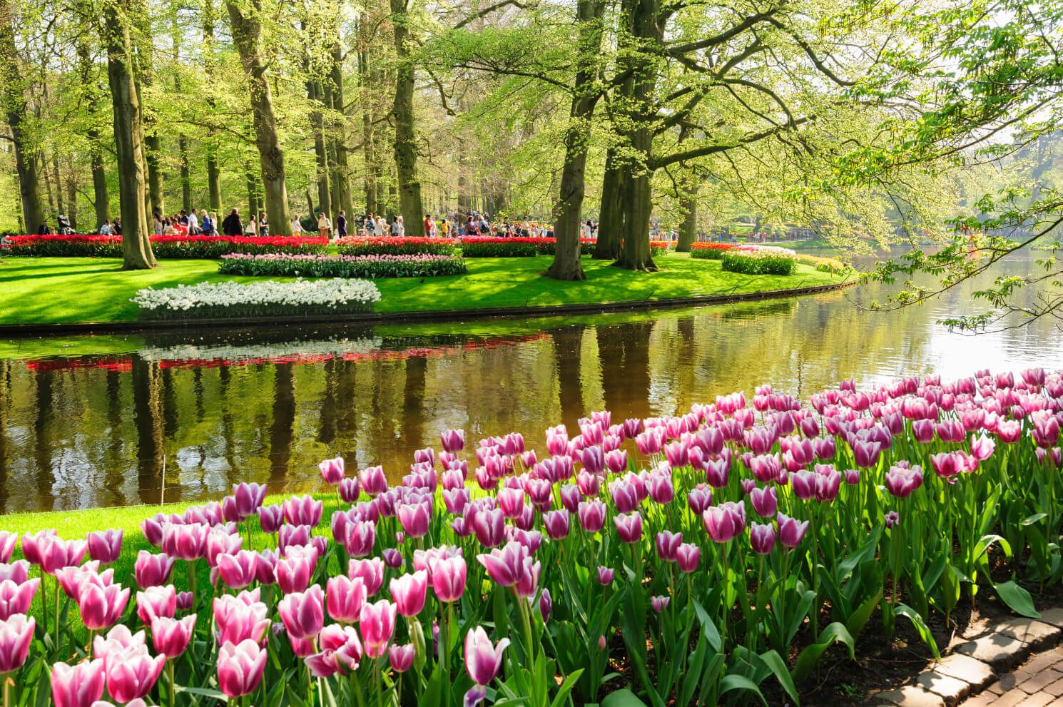 Ein wunderschöner Frühlingsgarten mit bunten Tulpen und einem ruhigen Teich im Sonnenlicht.