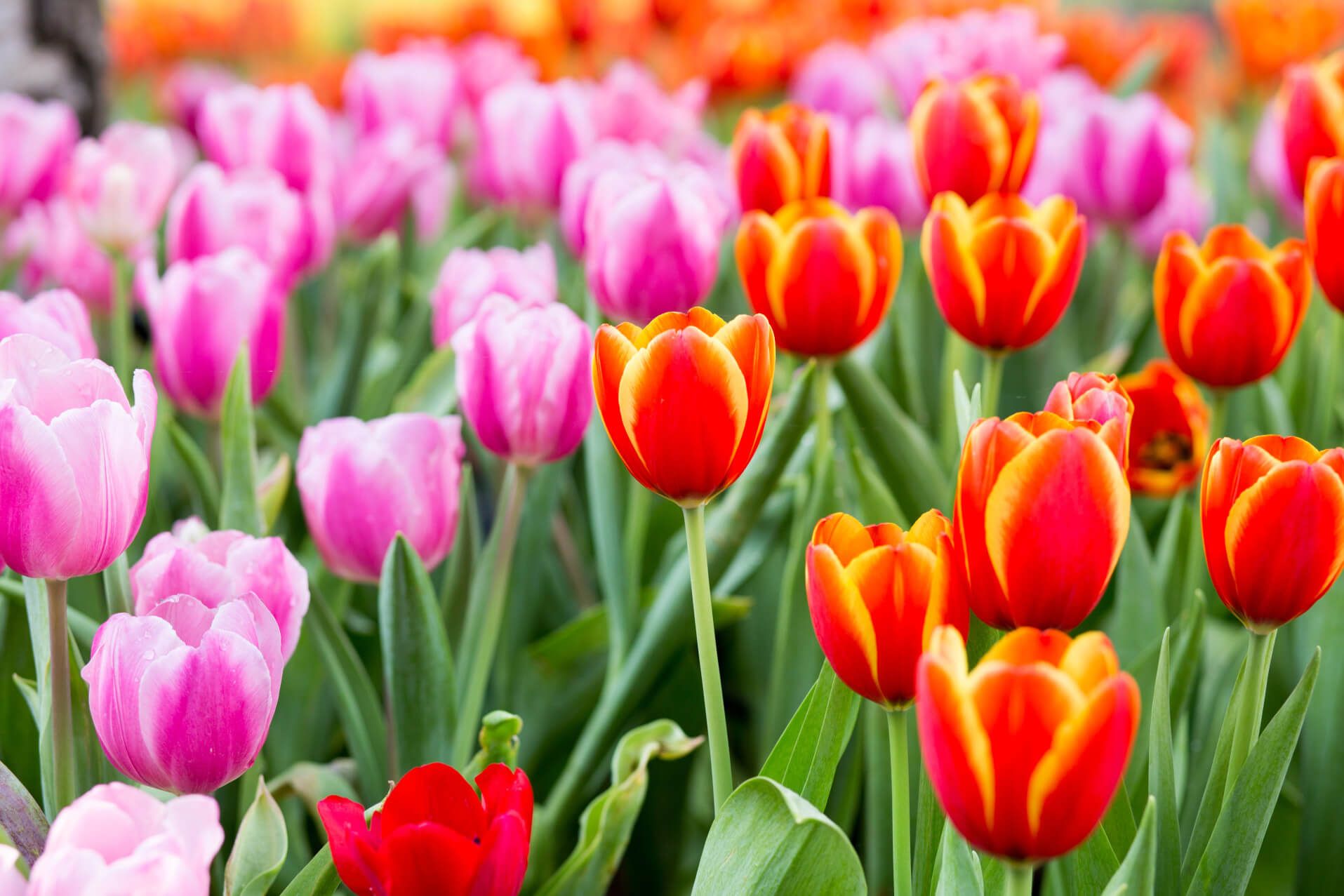 Bunte Tulpen in Pink, Rot und Orange blühen üppig im Garten und schaffen eine fröhliche Frühlingsatmosphäre.