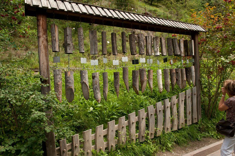 Eine Holztafel mit verschiedenen Holzstücken und deren Beschreibungen in einer grünen Umgebung.