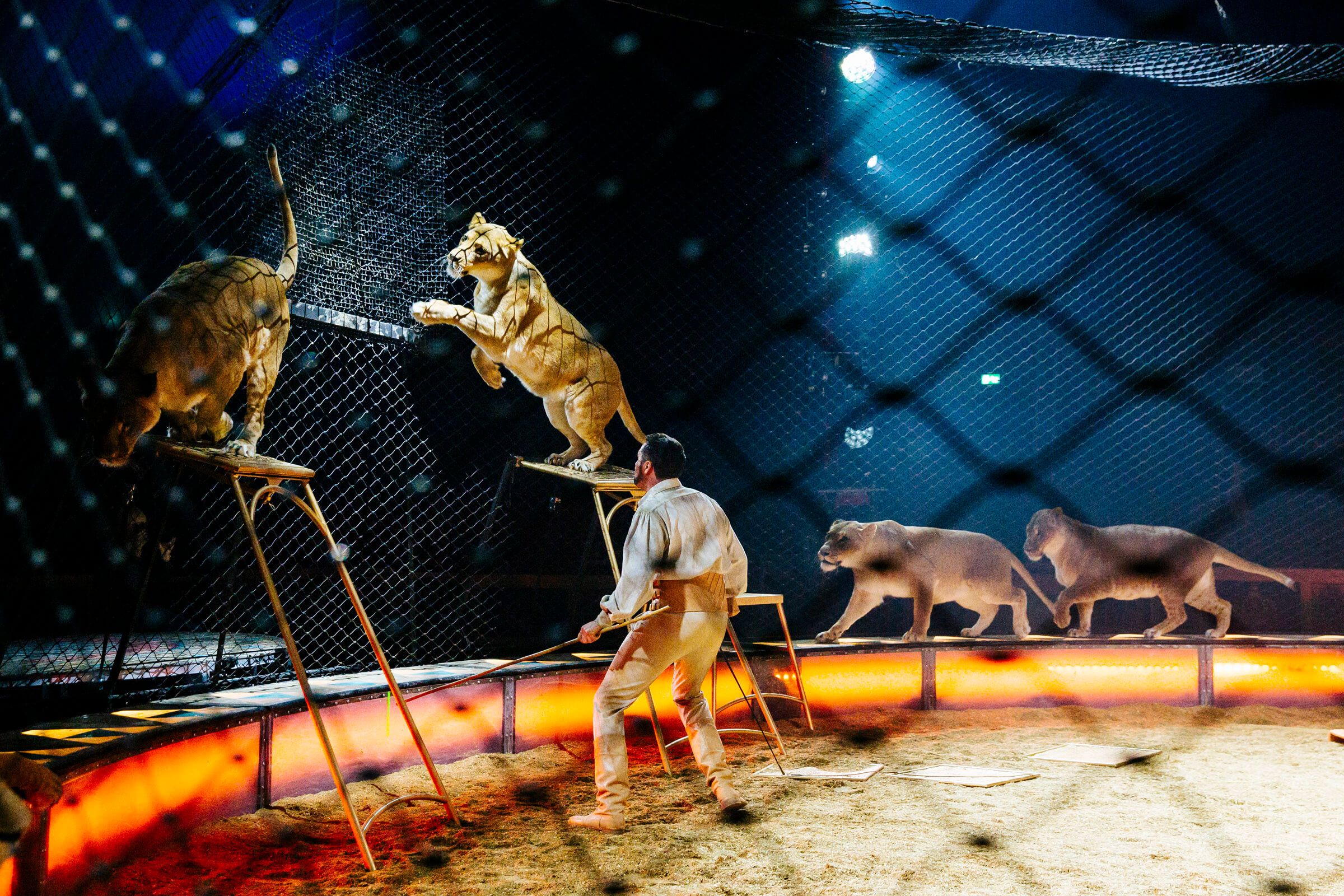 Im Zirkus springen Löwen über Barren, während ein Trainer sie anleitet. Spannende Darbietung in der Manege.