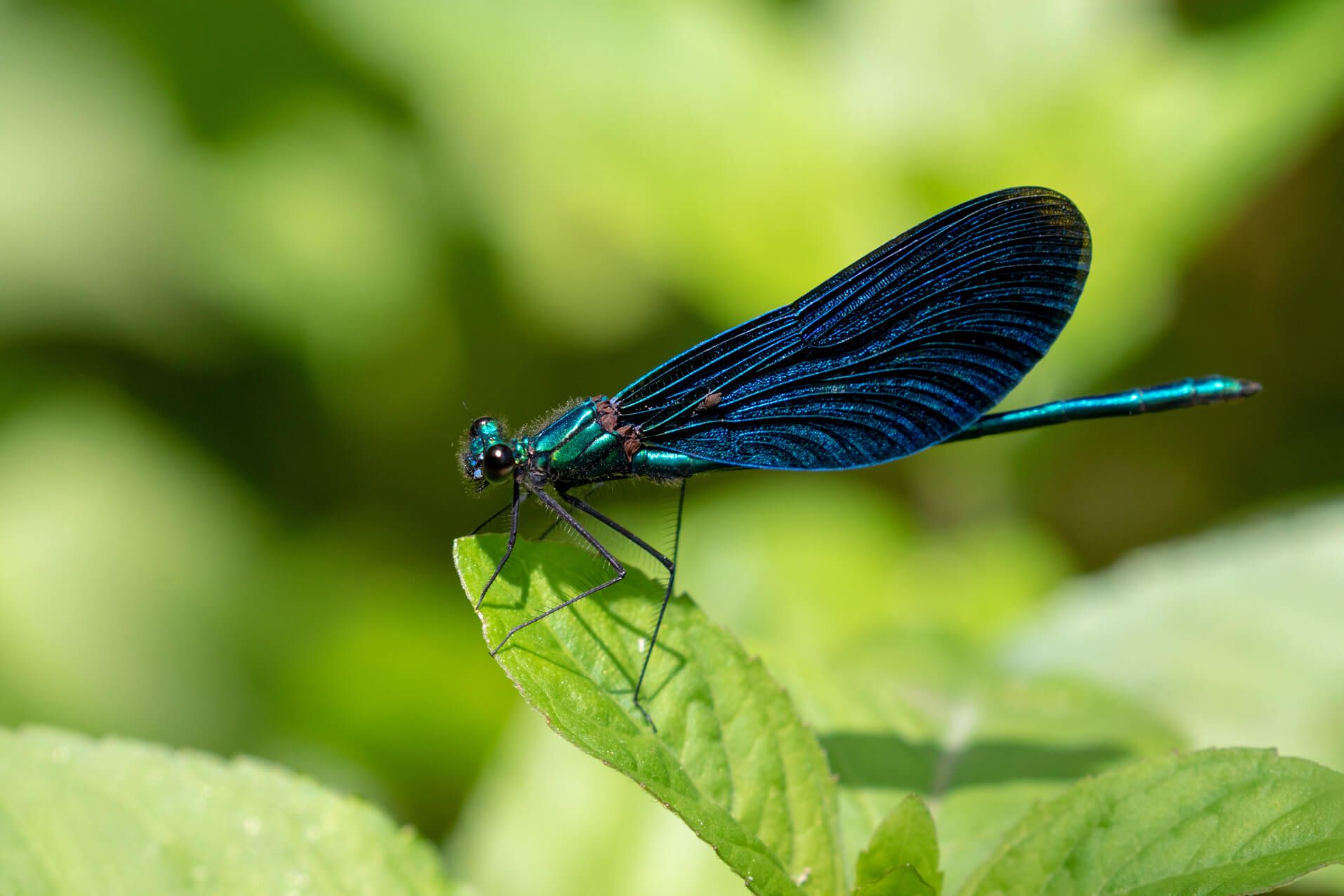 Eine schillernde Libelle mit blauen Flügeln sitzt auf einem grünen Blatt in der Natur.